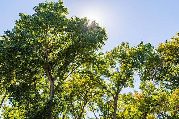 Rio Grande Bosque, Albuquerque, New Mexico