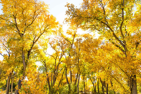 Rio Grande Bosque, Albuquerque, New Mexico