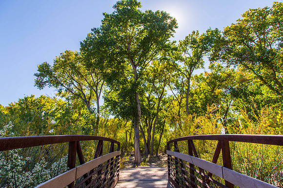 Rio Grande Bosque, Albuquerque, New Mexico