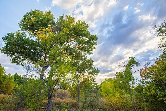 Rio Grande Bosque, Albuquerque, New Mexico