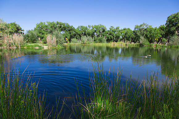 Rio Grande Bosque, Albuquerque, New Mexico