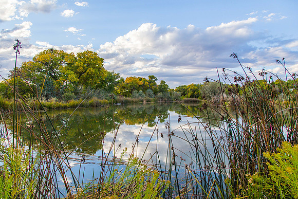 Rio Grande Bosque, Albuquerque, New Mexico