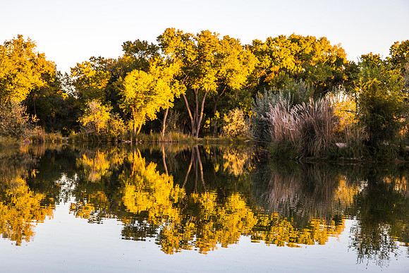 Rio Grande Bosque, Albuquerque, New Mexico